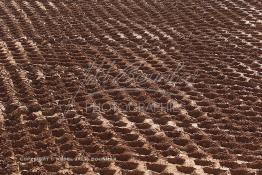 Image du Maroc Professionnelle de  Détail du sol après son compactage par engin génie civil  sur le chantier de l'autoroute A1: Sidi El Yamani - Asilah, Lundi 10 Septembre 2001. (Photo / Abdeljalil Bounhar) 